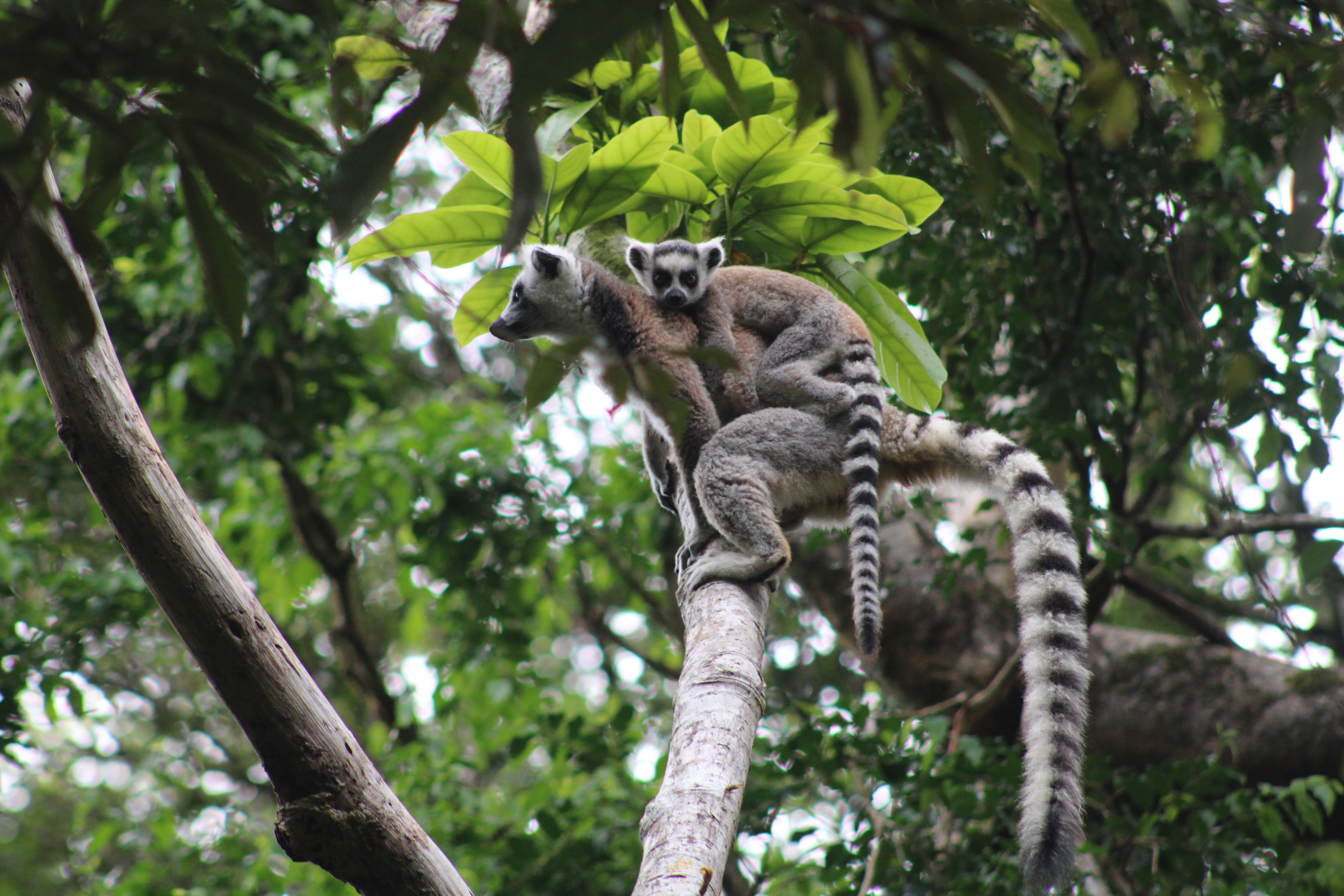 Ring-tailed Lemur in Ivohiboro forest